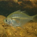 Indian Glassfish - Photo (c) Tse Chung Yi, some rights reserved (CC BY-NC), uploaded by Tse Chung Yi