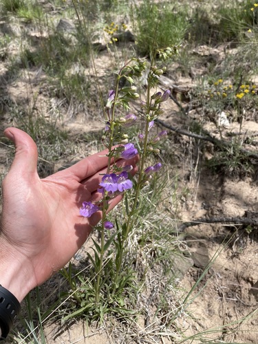 Mancos Beardtongue (Penstemon strictiformis)