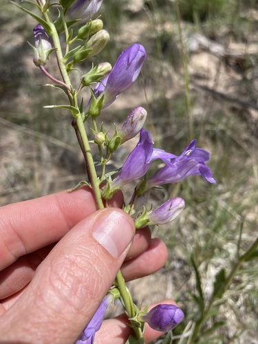 Image of Penstemon strictiformis by (c) Martin Purdy, some rights reserved (CC BY)