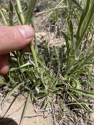 Image of Penstemon strictiformis by (c) Martin Purdy, some rights reserved (CC BY)