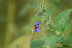 Anthophora paranensis