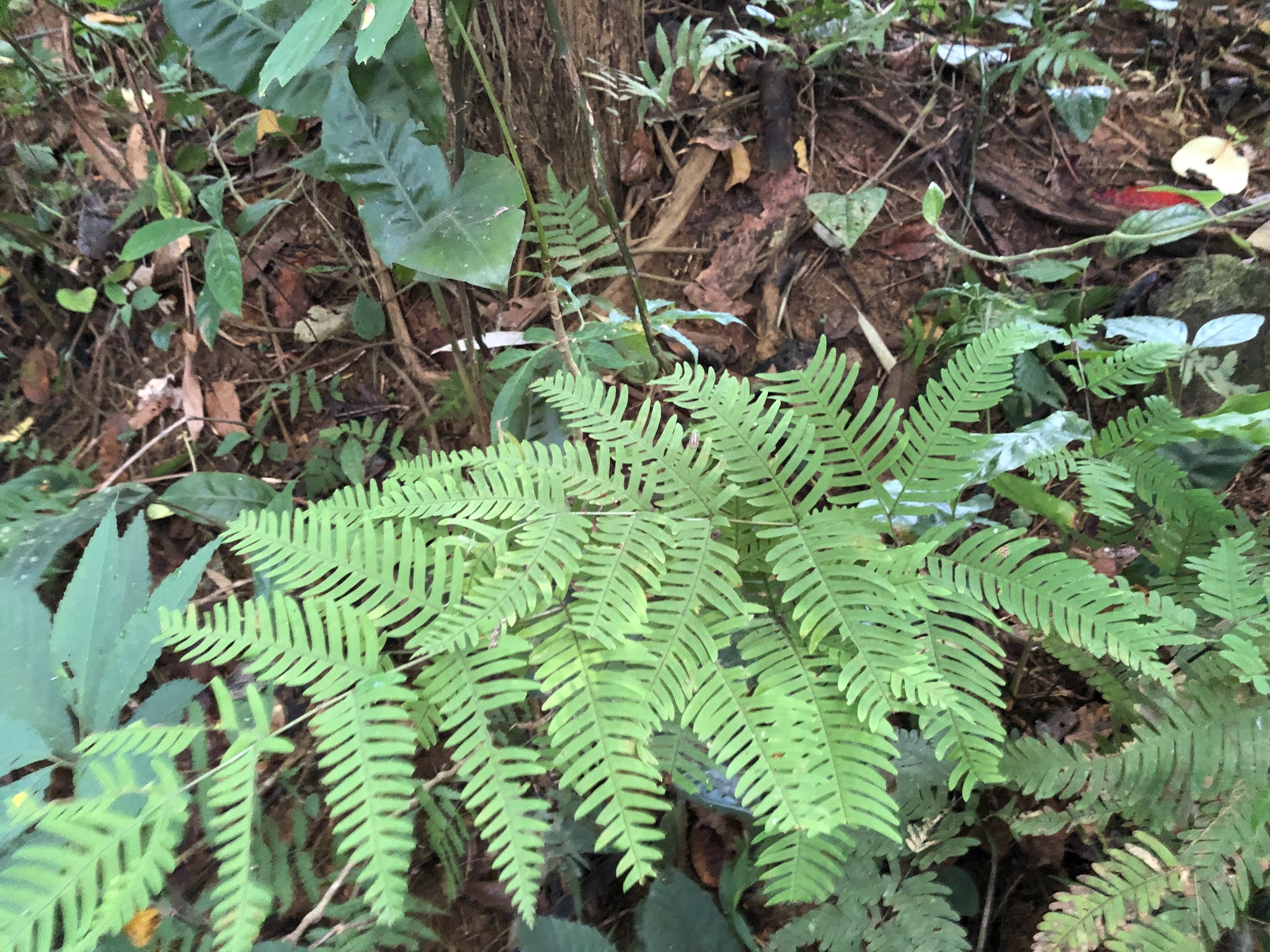 Pteris latipinna (Pteris latipinna)