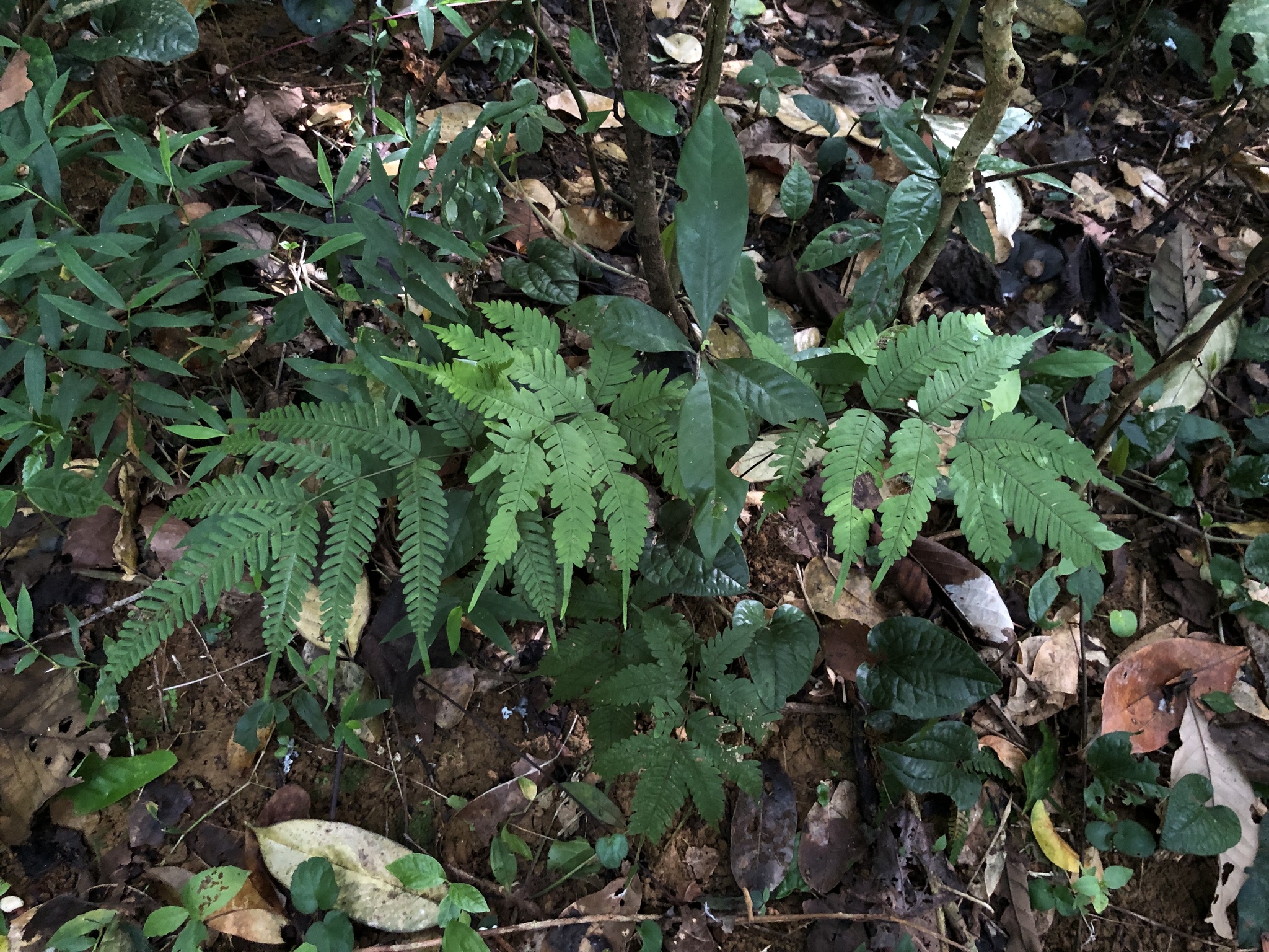 Pteris latipinna — ảnh 2