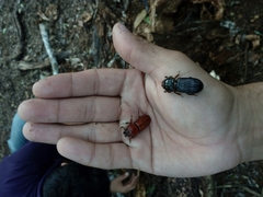 Odontotaenius