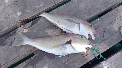 Bighead tilefish (Caulolatilus affinis) — Malacanthidae — 5