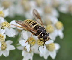 Temnostoma vespiforme