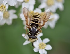 Temnostoma vespiforme