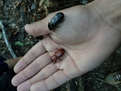 Odontotaenius