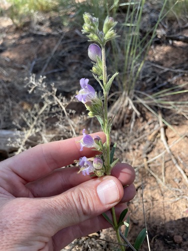 Penstemon ophianthus, photograph 2