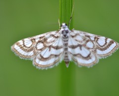 Nymphula nitidulata