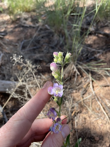 Penstemon ophianthus, photograph 3