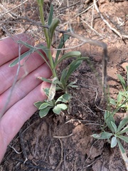 (c) Martin Purdy, some rights reserved (CC BY) Penstemon ophianthus, photograph (c) Martin Purdy, some rights reserved (CC BY)