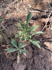 (c) Martin Purdy, some rights reserved (CC BY) Penstemon ophianthus, photograph (c) Martin Purdy, some rights reserved (CC BY)