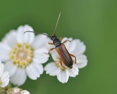 Alosterna tabacicolor