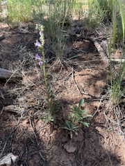 Penstemon ophianthus, photograph (c) Martin Purdy, some rights reserved (CC BY)