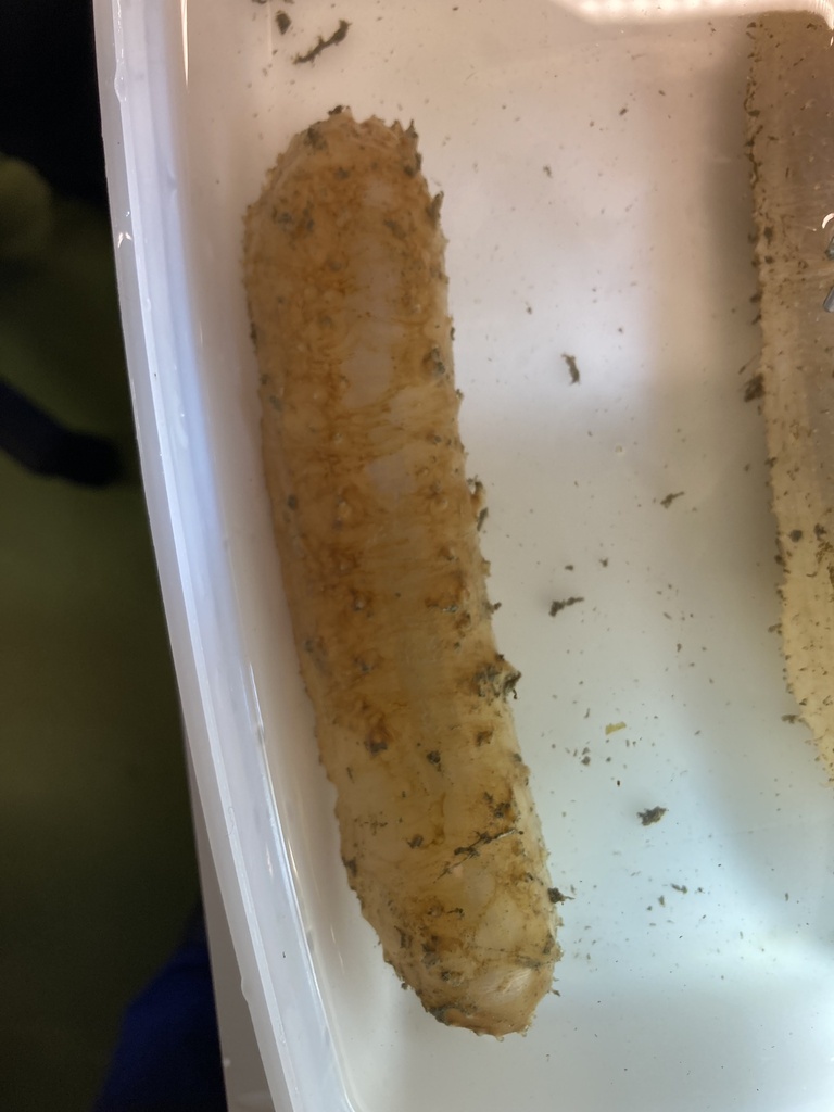 Bathyplotes natans