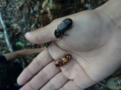Odontotaenius