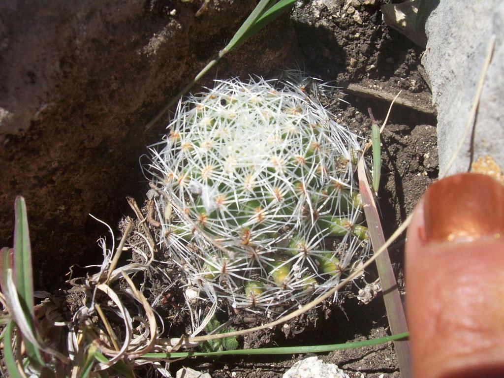 Mammillaria napina  iNaturalist