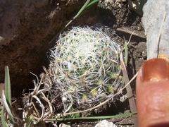 Mammillaria napina
