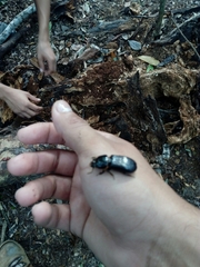 Odontotaenius