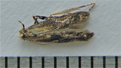 Blastodacna atra