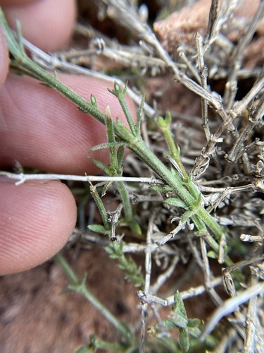 Image of Galium wrightii by (c) Martin Purdy, some rights reserved (CC BY)