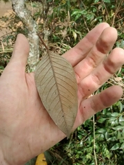 Vismia
