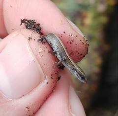 Ablepharus rueppellii