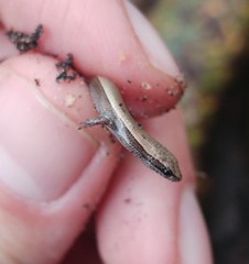 Ablepharus rueppellii