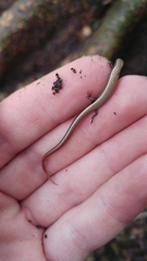 Ablepharus rueppellii
