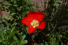 Hypseocharis pimpinellifolia