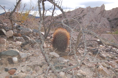 Acanthocalycium thionanthum