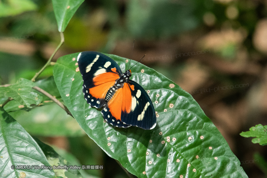 Euphaedra perseis