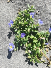 Nolana paradoxa