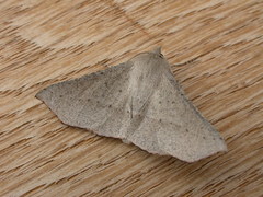 Oenochroma subustaria