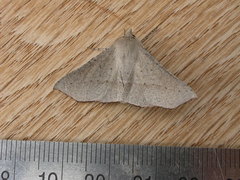 Oenochroma subustaria