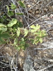 Passiflora arizonica