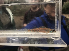 Etheostoma stigmaeum
