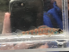 Etheostoma stigmaeum