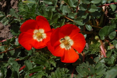 Hypseocharis pimpinellifolia