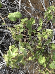 Passiflora arizonica