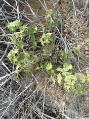 Passiflora arizonica