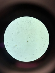 Miozoa