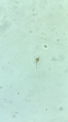 Miozoa