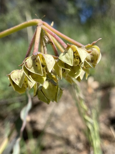 Asclepias elata (Asclepias elata)