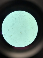 Miozoa