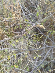 Mimosa distachya laxiflora