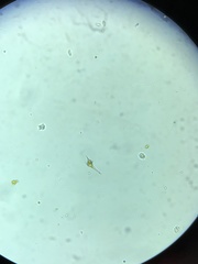 Miozoa