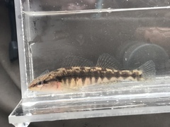 Percina nigrofasciata