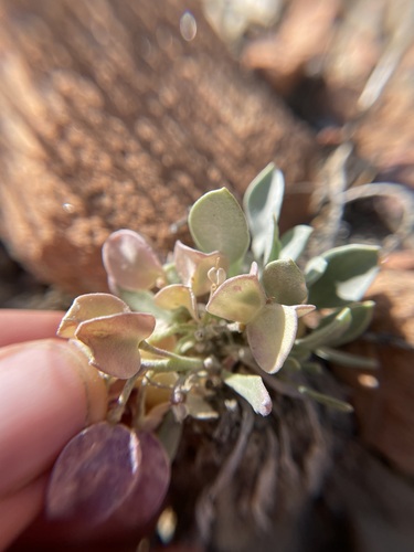 Image of Physaria newberryi by (c) Martin Purdy, some rights reserved (CC BY)